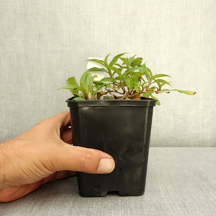Ejemplar de Tricyrtis hirta Taiwan Abdane - Lirio sapo Maceta 1,5L/2L entregado en verano