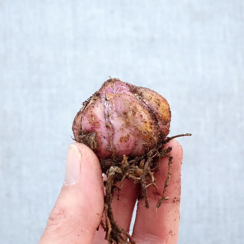 Lilium speciosum var. album - Azucena Bulbo calibre 16+ Ejemplar entregado en la primavera