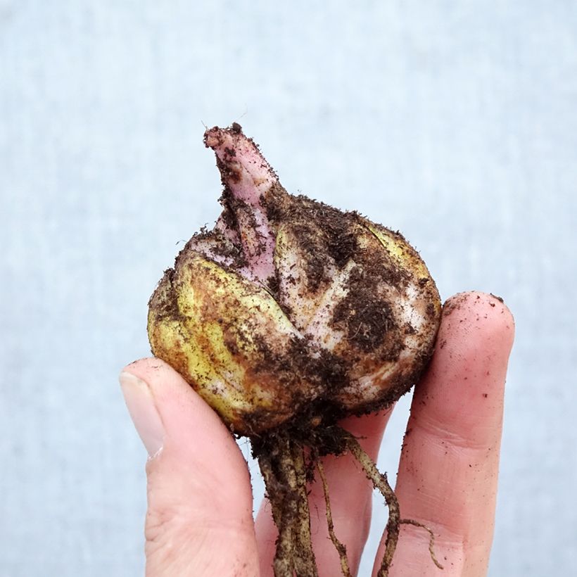 Lilium Brasilia - Lirio Bulbo calibre 16/18 Ejemplar entregado en la primavera