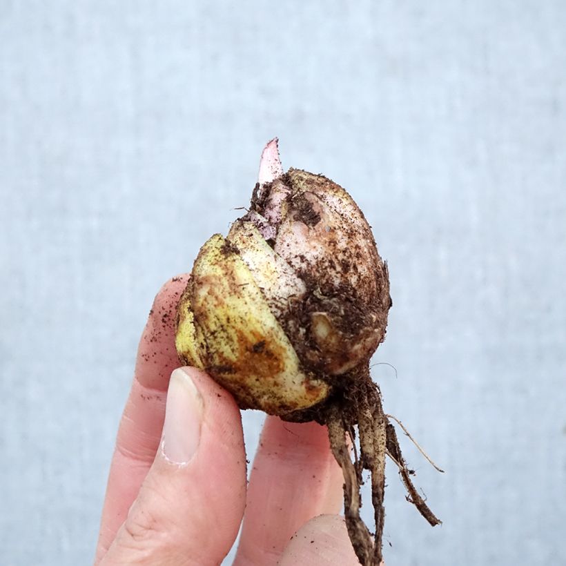 Lilium Hocus Pocus - Lirio Bulbo calibre 16/18 Ejemplar entregado en la primavera