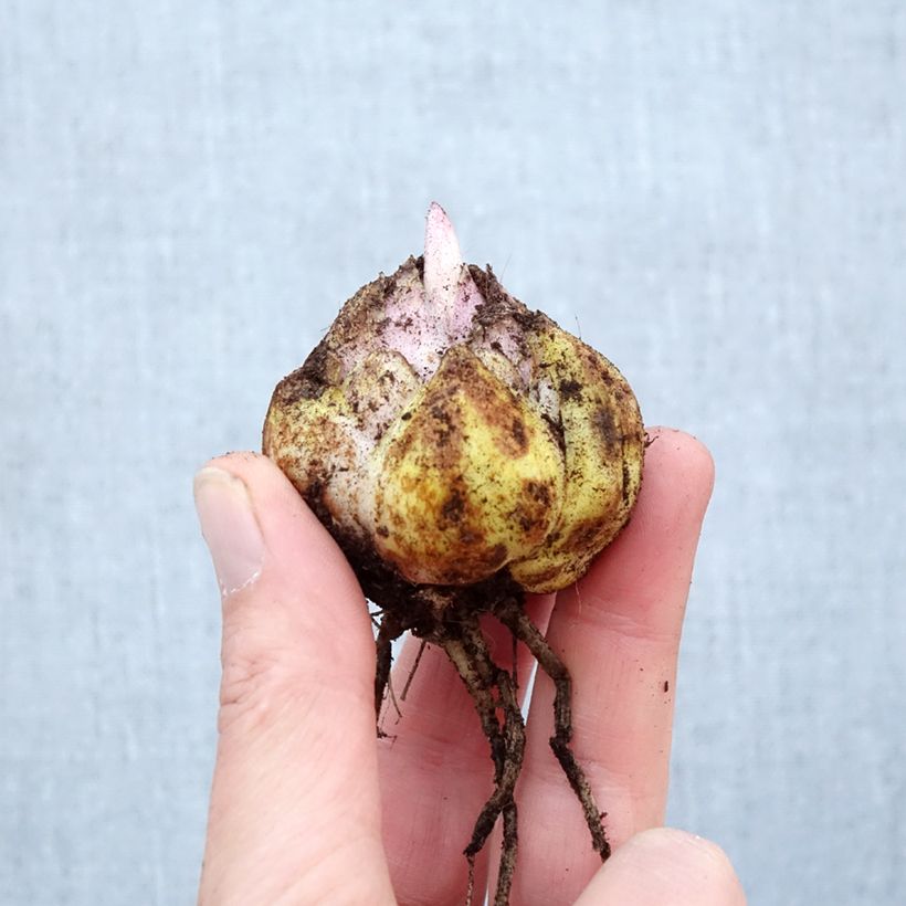 Lirio Mistero Bulbo calibre 16/18 Ejemplar entregado en la primavera