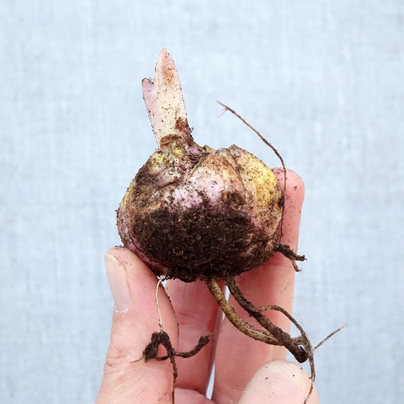 Lirio Nesso Bulbo calibre 16/18 Ejemplar entregado en la primavera