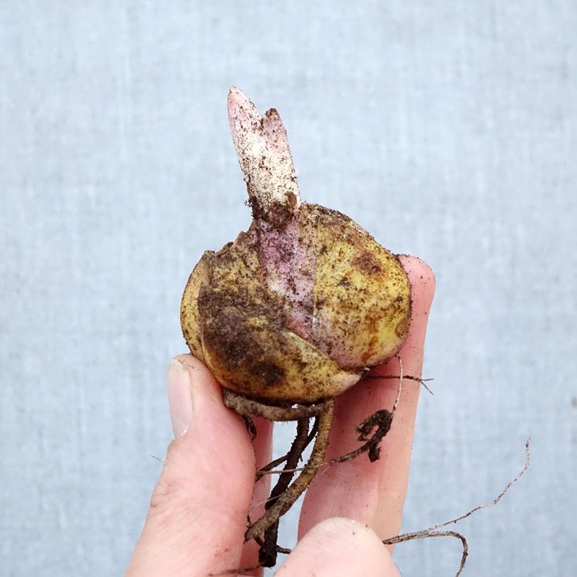 Lirio Roselily Anouska Bulbo calibre 16/18 Ejemplar entregado en la primavera