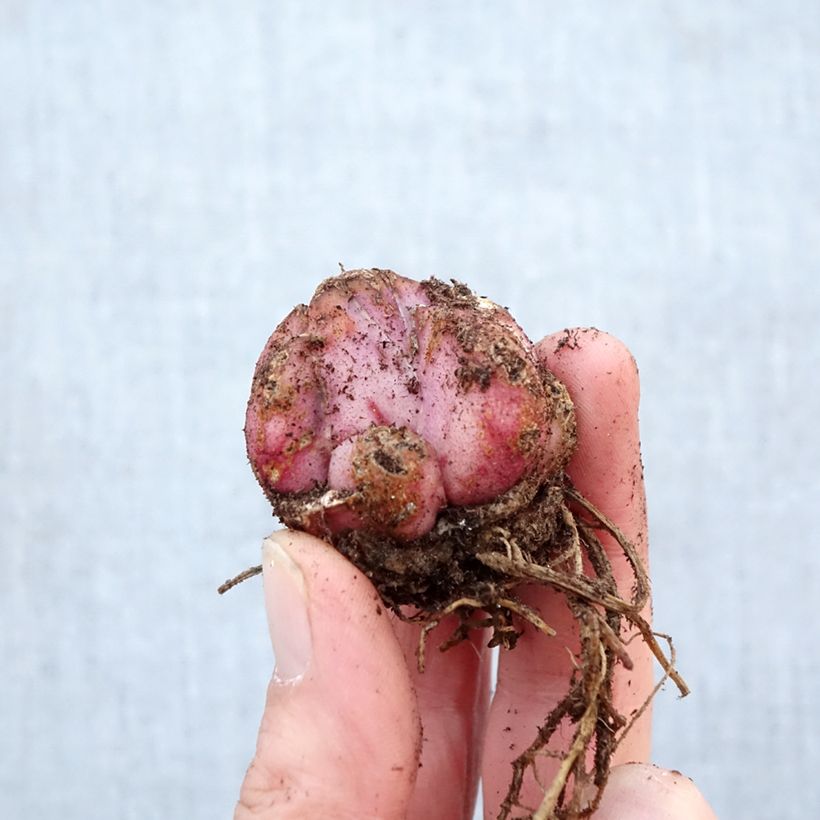 Lilium Salmon Party - Lirio Bulbo calibre 16/18 Ejemplar entregado en la primavera