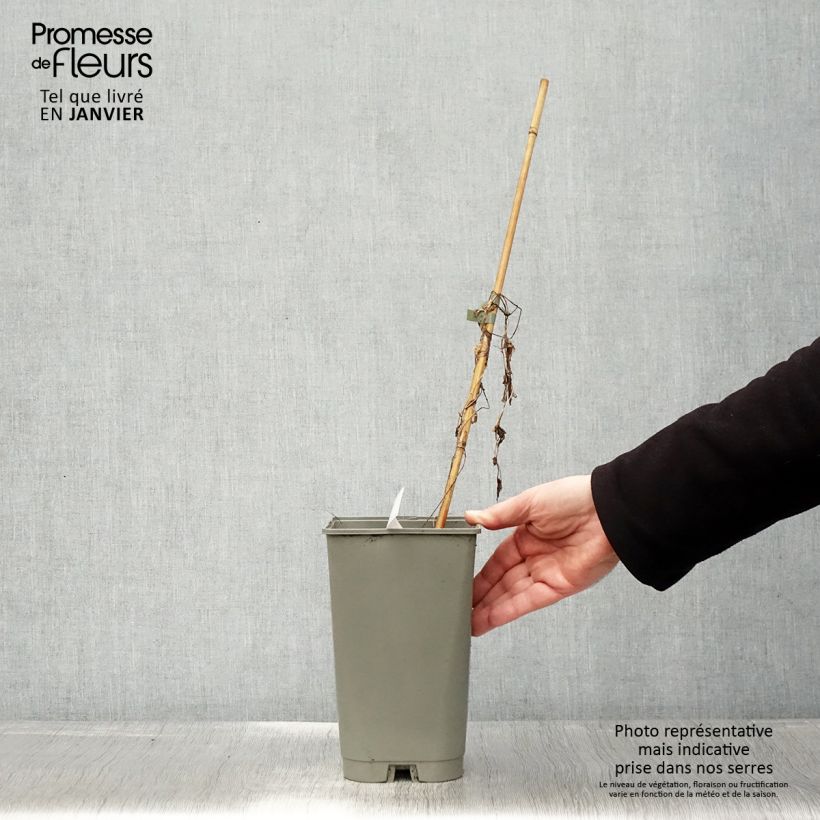 Calystegia hederacea Flore Pleno Maceta 2L/3L Ejemplar entregado en invierno