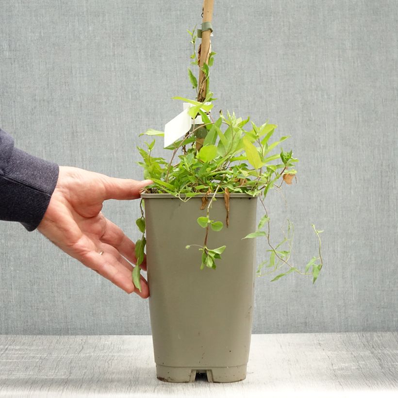 Calystegia hederacea Flore Pleno Maceta 2L/3L Ejemplar entregado en la primavera