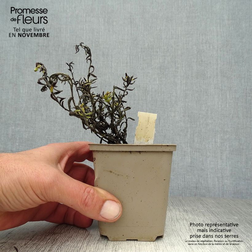 Ejemplar de Carrasquilla azul - Lithodora diffusa Cambridge Blue Maceta de 8/9 cm entregado en otoño