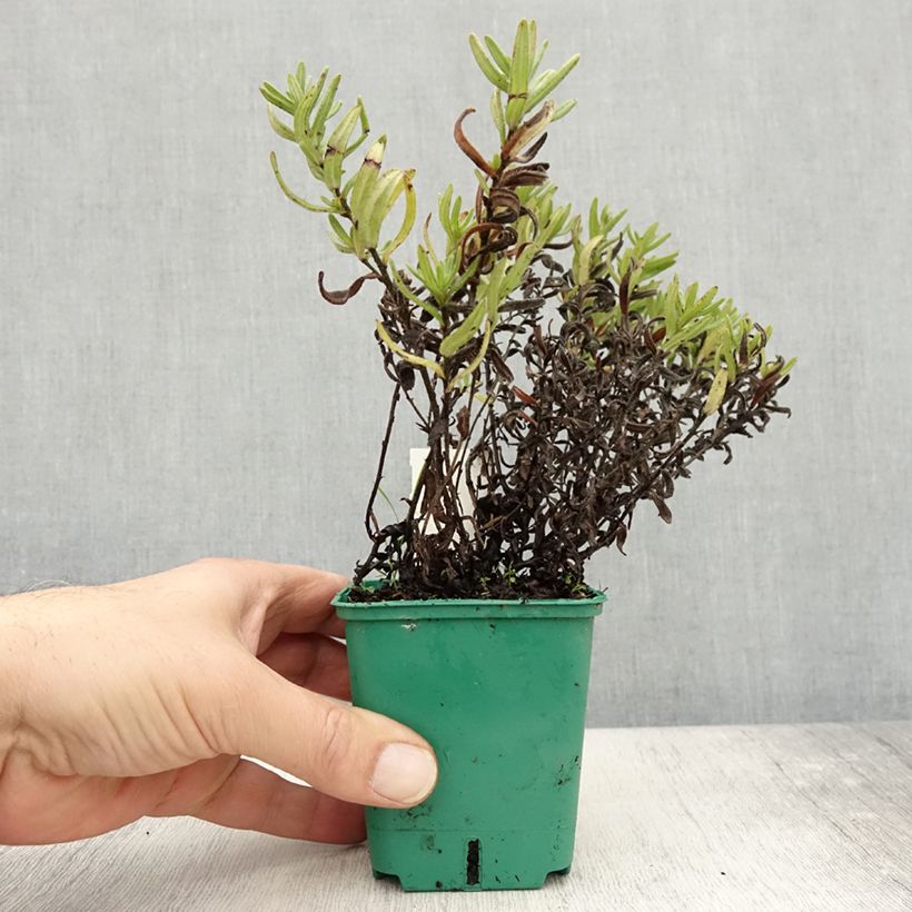 Ejemplar de Carrasquilla azul - Lithodora diffusa Heavenly Blue Maceta de 8/9 cm entregado en otoño