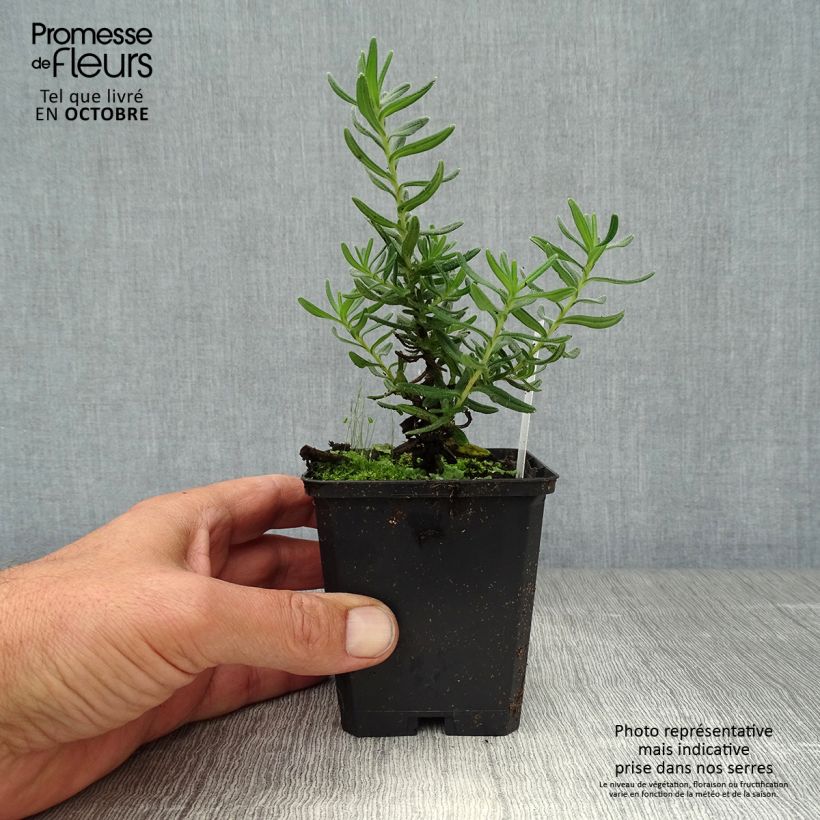 Ejemplar de Carrasquilla azul - Lithodora diffusa Star Maceta de 8/9 cm entregado en otoño