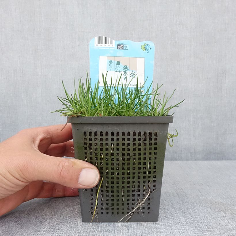 Litorella uniflora Maceta 1L/1,5L Ejemplar entregado en la primavera