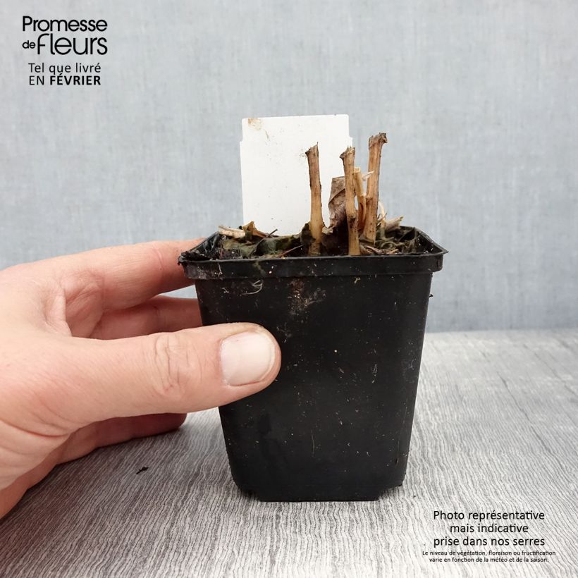 Lobelia cardinalis Maceta de 8/9 cm Ejemplar entregado en invierno