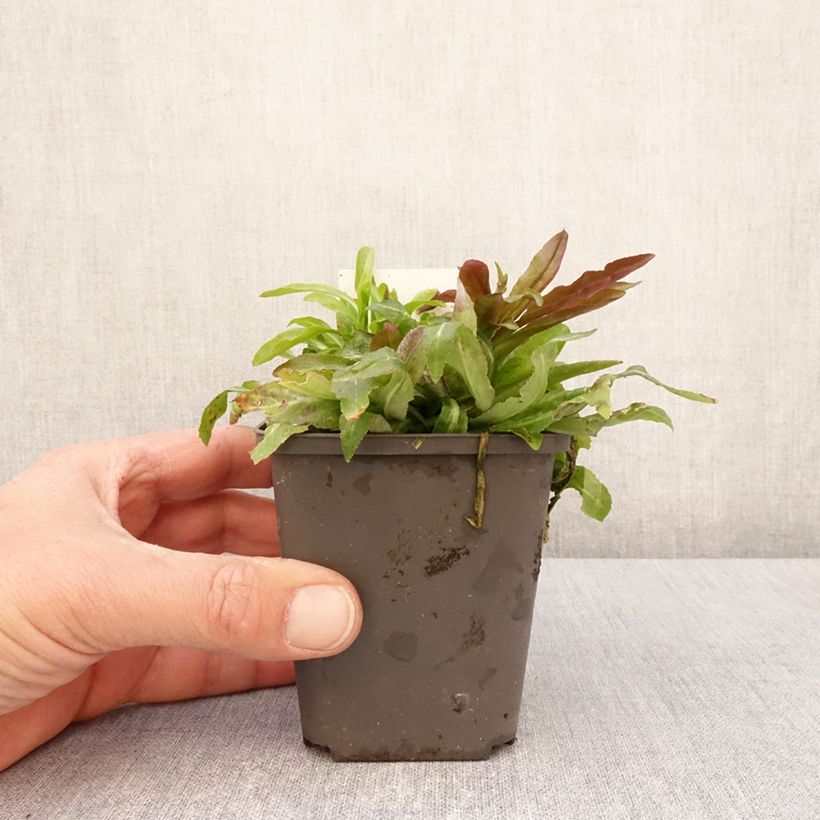 Lobelia cardinalis Maceta de 8/9 cm Ejemplar entregado en la primavera