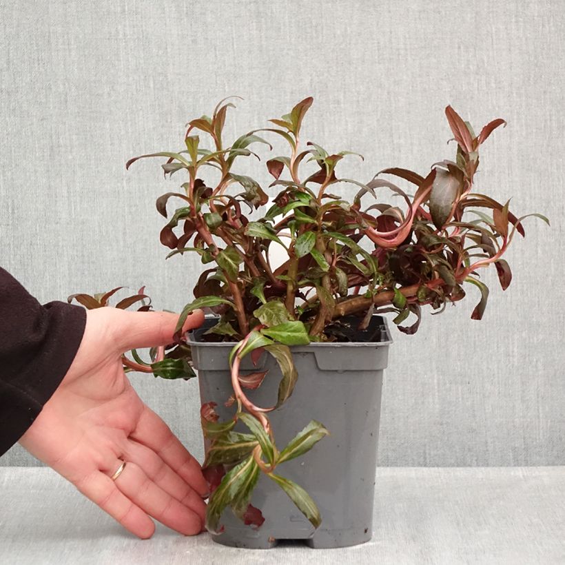 Ejemplar de Lobelia Queen Victoria Maceta 2L/3L entregado en otoño