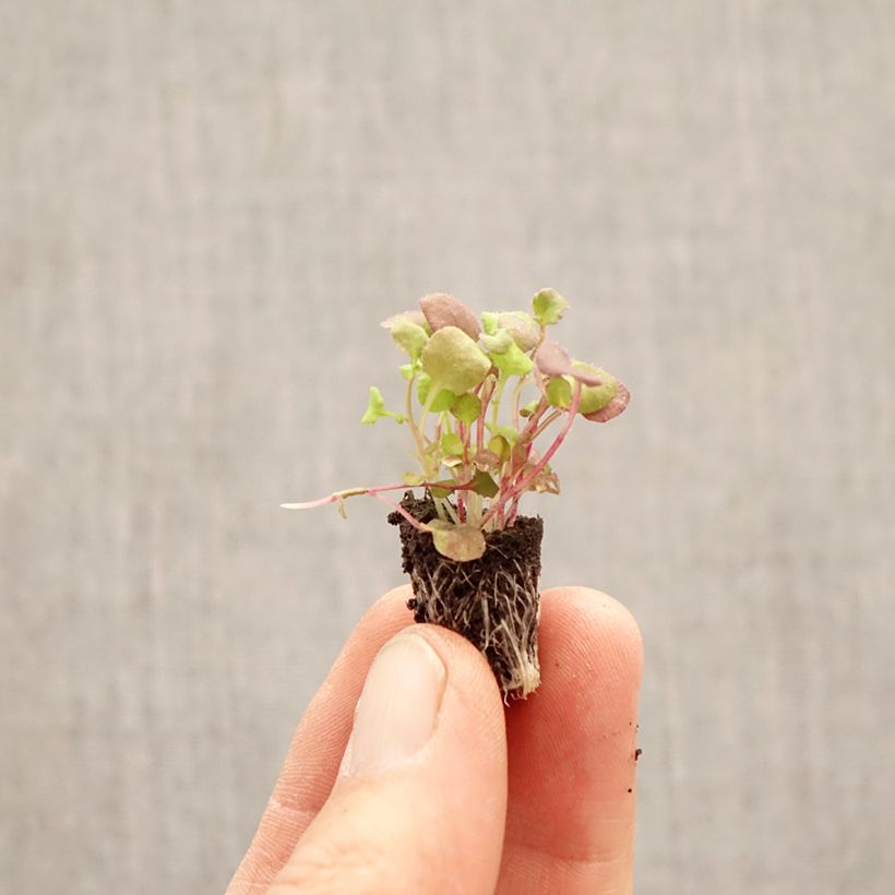 Lobelia erinus Regatta Mix minicepellón: Ø 1,5/2,5 cm Ejemplar entregado en la primavera