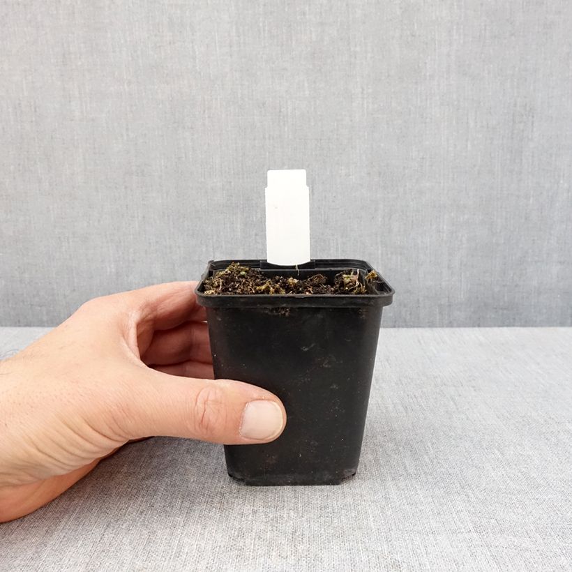 Lobelia sessilifolia Maceta de 8/9 cm Ejemplar entregado en la primavera