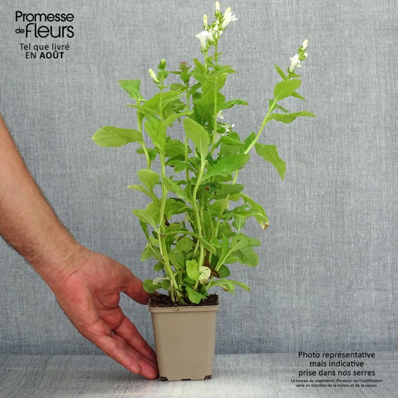 Ejemplar de Lobelia siphilitica Alba Maceta de 8/9 cm entregado en verano