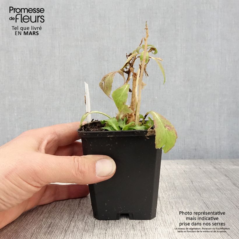 Lobelia siphilitica - Gran Lobelia azul Maceta de 8/9 cm Ejemplar entregado en la primavera