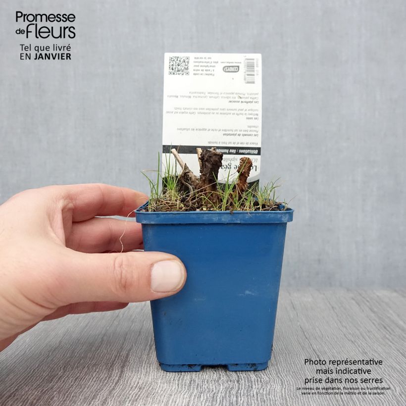 Lobelia siphilitica - Gran Lobelia azul Maceta de 8/9 cm Ejemplar entregado en invierno