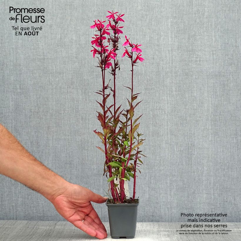 Ejemplar de Lobelia speciosa Fan Salmon Maceta de 8/9 cm entregado en verano