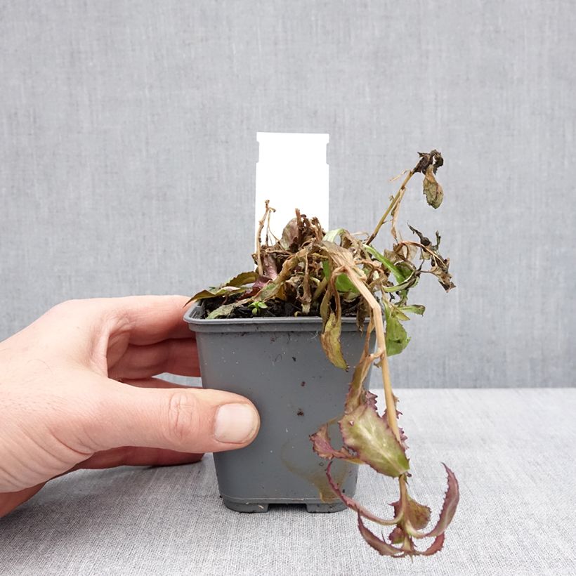 Lobelia speciosa Fan Salmon Maceta de 8/9 cm Ejemplar entregado en invierno