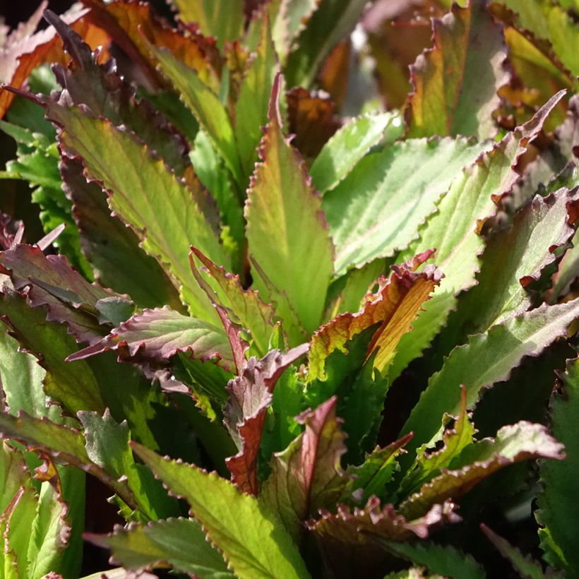 Lobelia speciosa Fan Salmon (Follaje)