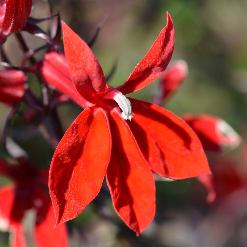 Lobelia speciosa Starship Scarlet (Floración)