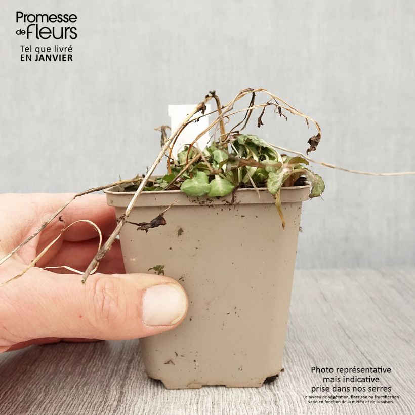 Lobelia speciosa Starship Scarlet Maceta de 8/9 cm Ejemplar entregado en invierno