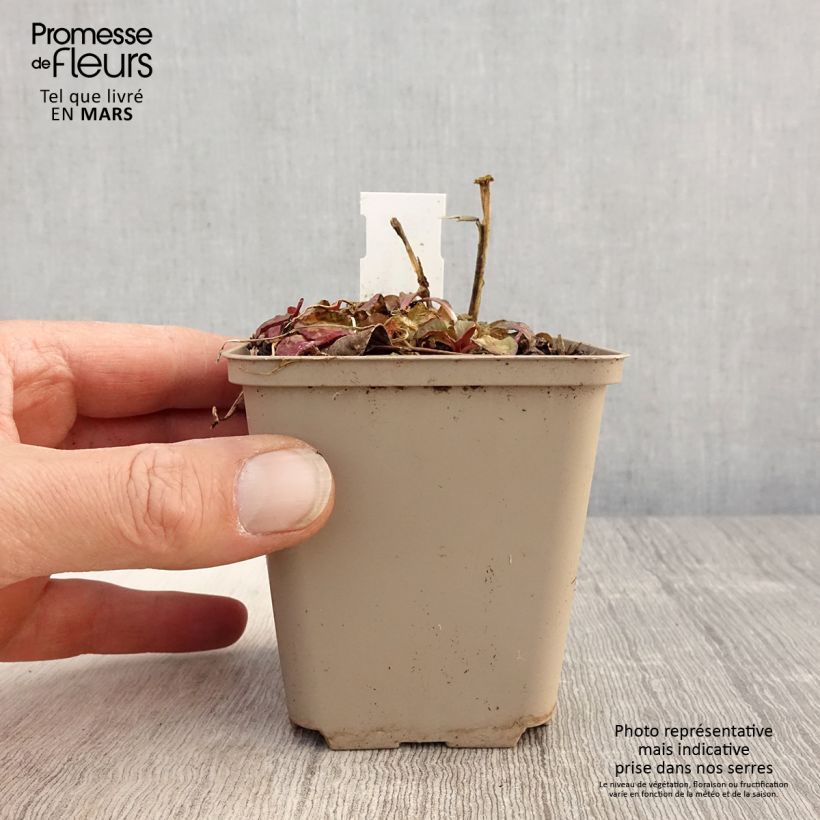 Lobelia speciosa Starship Scarlet Maceta de 8/9 cm Ejemplar entregado en la primavera