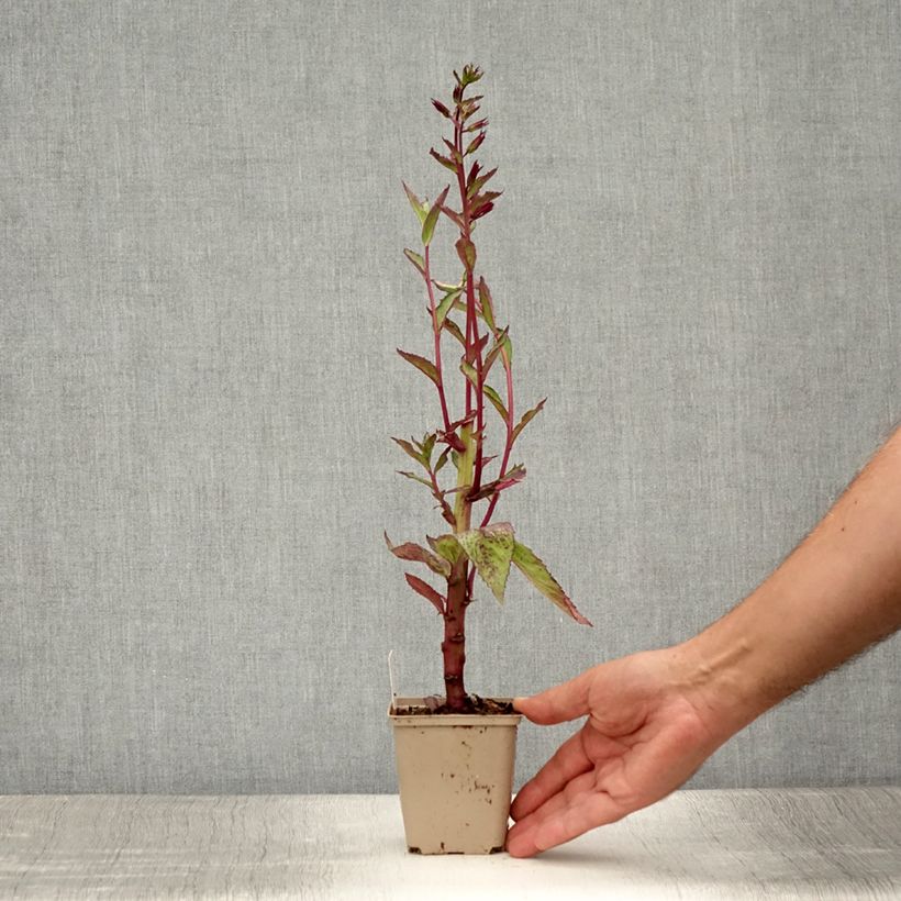 Ejemplar de Lobelia speciosa Tania Maceta de 7/8 cm entregado en verano