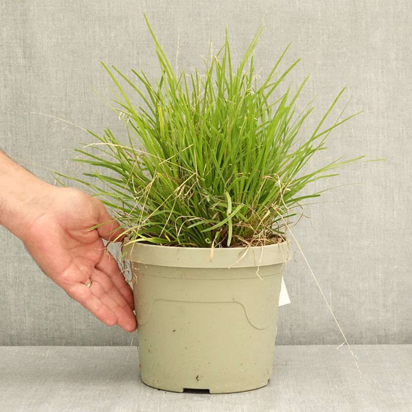 Ejemplar de Lomandra longifolia Miner's Gold - Esparraguera de cabeza espinosa Maceta 3L/4L entregado en verano