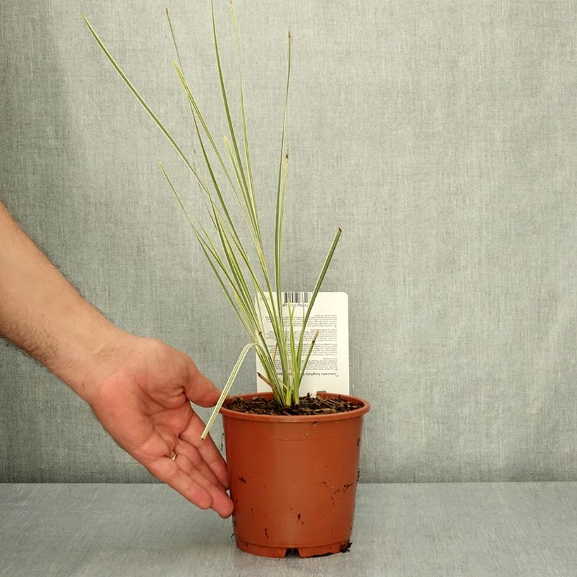 Ejemplar de Lomandra longifolia White Sands - Esparraguera de cabeza espinosa Maceta 1L/1,5L entregado en verano