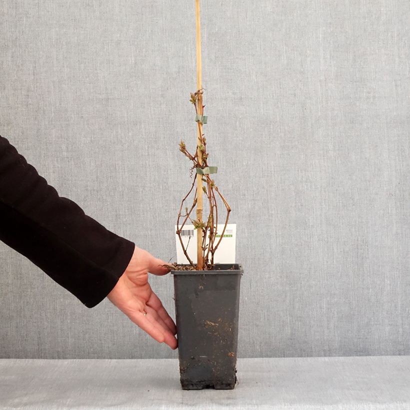 Arándano de Siberia Altaj Maceta 1,5L/2L, Formación arbustiva Ejemplar entregado en invierno