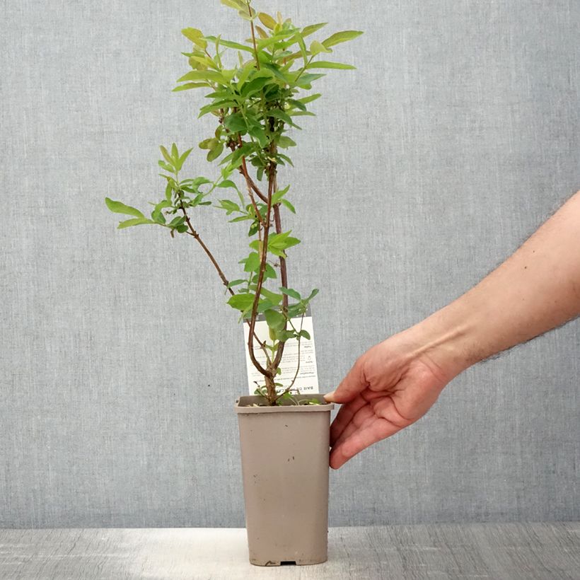 Arándano de Siberia Altaj Maceta 1,5L/2L, Formación arbustiva Ejemplar entregado en la primavera