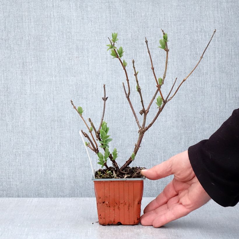 Arándano de Siberia Blue Velvet Maceta de 8/9 cm Ejemplar entregado en la primavera