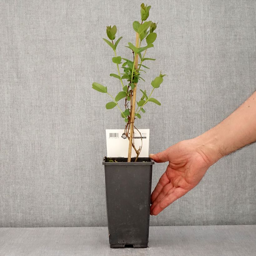 Arándano de Siberia Martin Maceta 1,5L/2L, Formación arbustiva Ejemplar entregado en la primavera