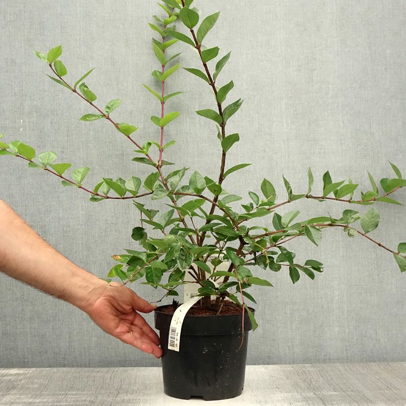 Ejemplar de Lonicera fragrantissima - Madreselva de invierno Maceta 2L/3L entregado en verano