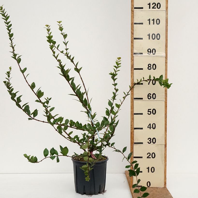 Ejemplar de Lonicera fragrantissima - Madreselva de invierno Maceta 7,5L/10L entregado en otoño