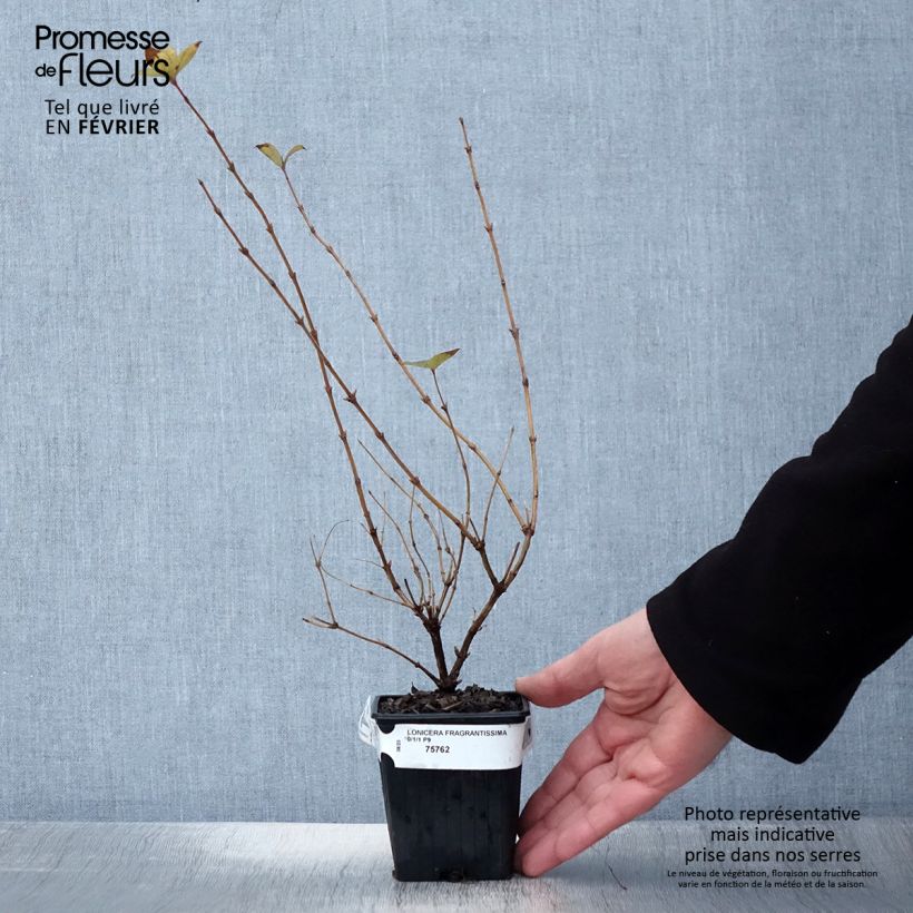 Lonicera fragrantissima - Madreselva de invierno Maceta de 8/9 cm Ejemplar entregado en invierno