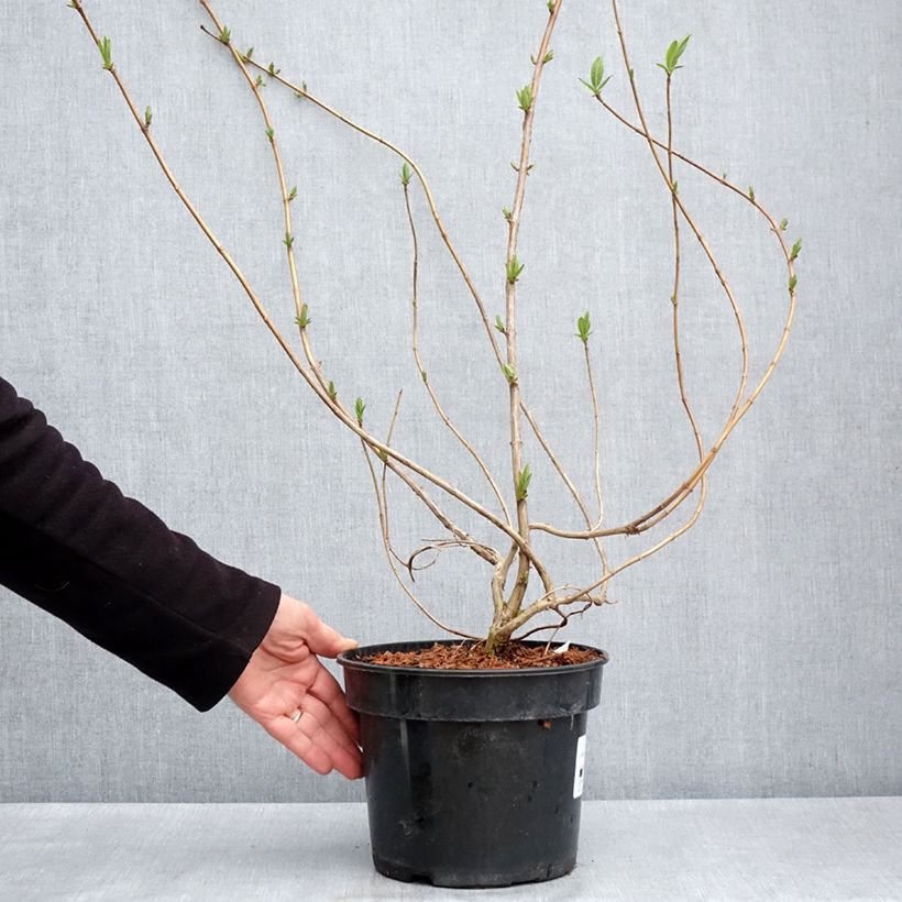 Lonicera involucrata var. ledebourii - Madreselva Maceta 4L/5L Ejemplar entregado en la primavera