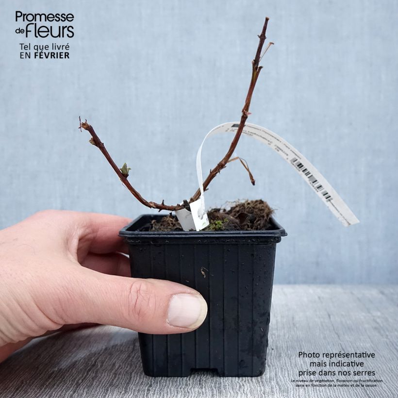 Arándano de Siberia Blue Velvet Maceta de 8/9 cm Ejemplar entregado en invierno