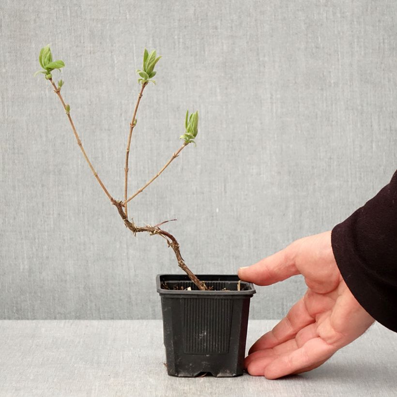 Arándano de Siberia Kiev Maceta de 8/9 cm, Formación arbustiva Ejemplar entregado en la primavera