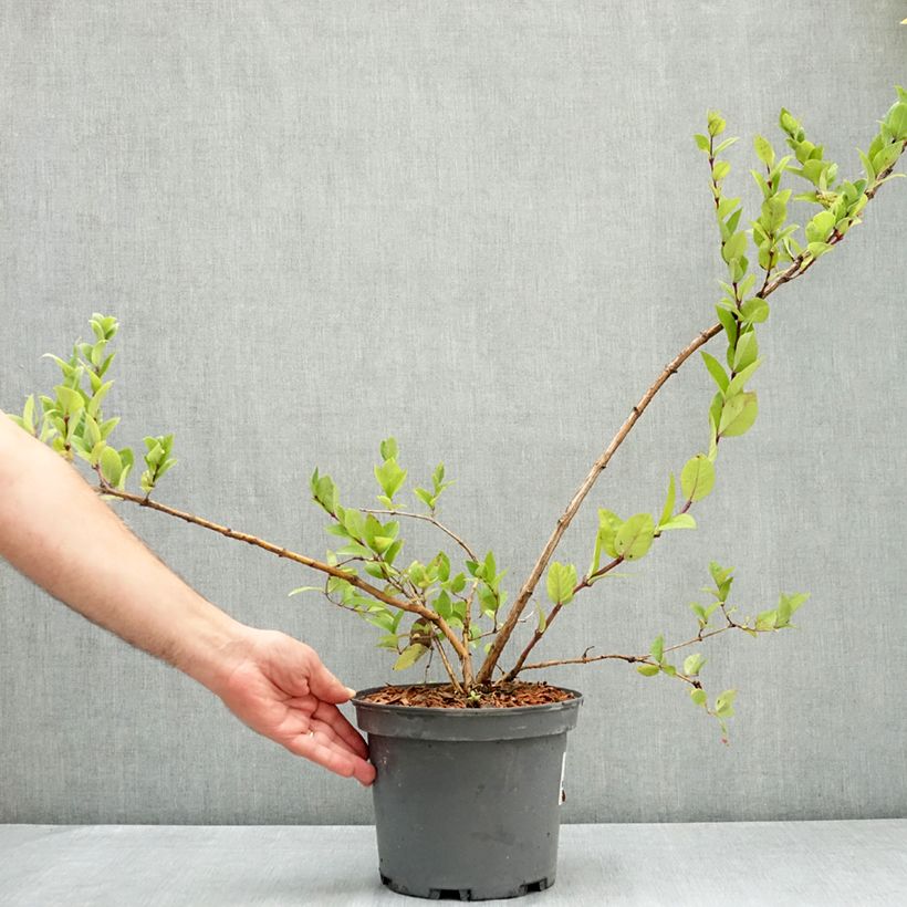 Ejemplar de Lonicera maackii - Madreselva de Amur Maceta 4L/5L entregado en verano