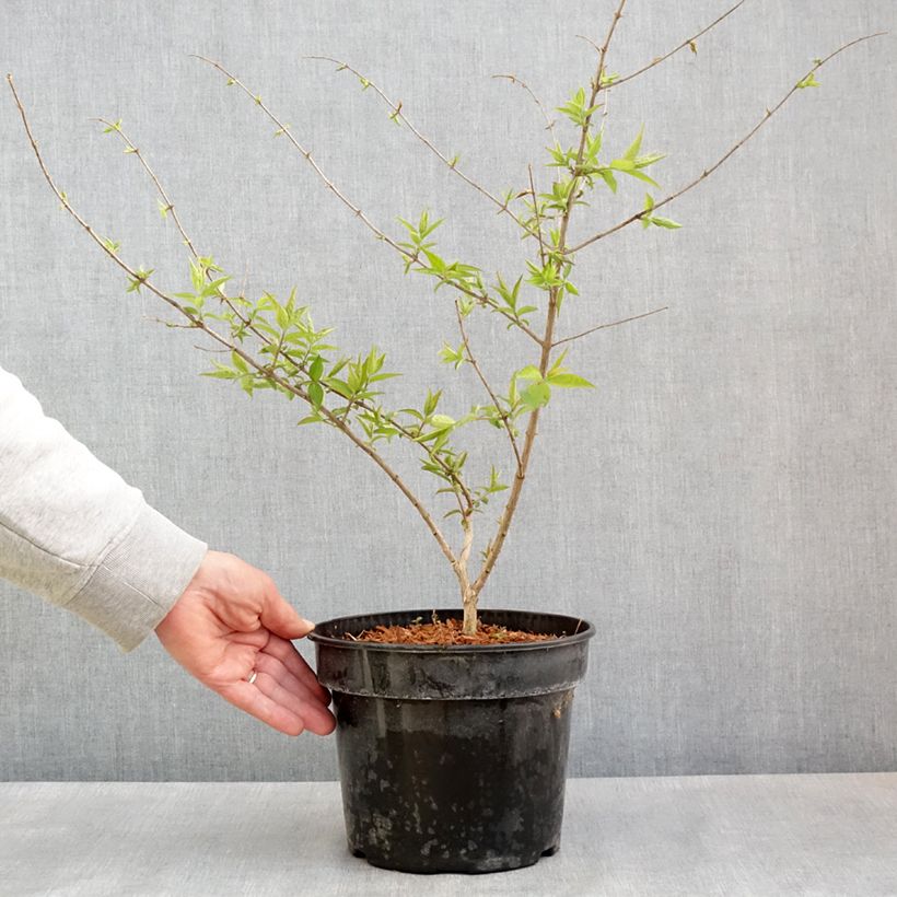 Lonicera maackii - Madreselva de Amur Maceta 4L/5L Ejemplar entregado en la primavera