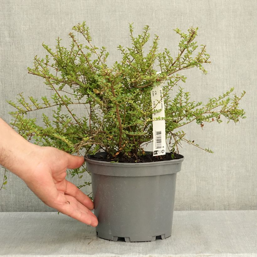 Ejemplar de Lonicera nitida - Chèvrefeuille à feuilles de buis  Pot de 3L/4L entregado en verano