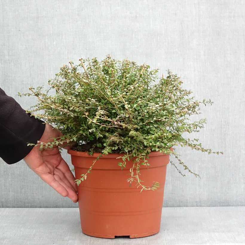 Madreselva de hoja - Lonicera nitida Maceta 3L/4L Ejemplar entregado en invierno