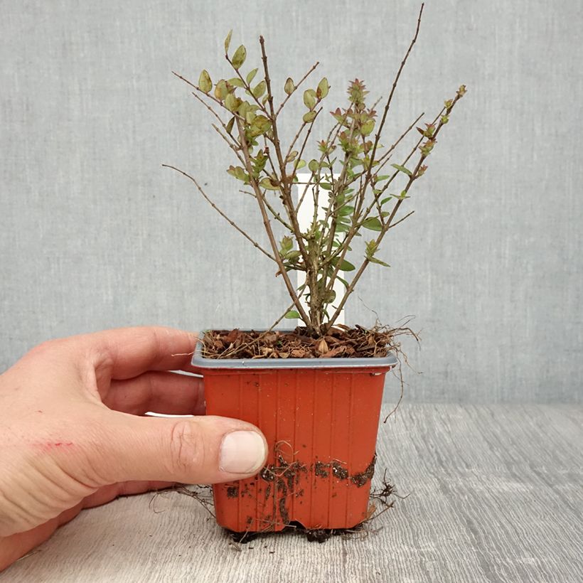 Madreselva de hoja - Lonicera nitida Garden Clouds Copper Glow Maceta de 8/9 cm Ejemplar entregado en la primavera