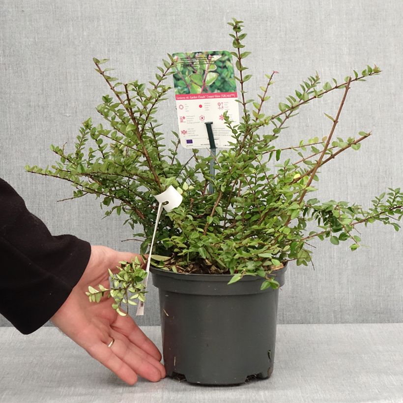 Madreselva de hoja - Lonicera nitida Garden Clouds Copper Glow Maceta 2L/3L Ejemplar entregado en invierno