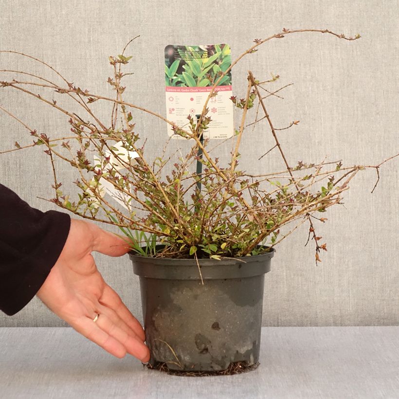 Madreselva de hoja - Lonicera nitida Garden Clouds Copper Glow Maceta 2L/3L Ejemplar entregado en la primavera