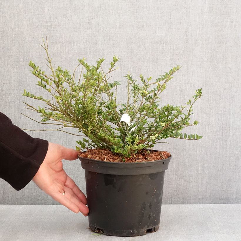 Madreselva de hoja - Lonicera nitida Garden Clouds Green Breeze Maceta 4L/5L Ejemplar entregado en invierno