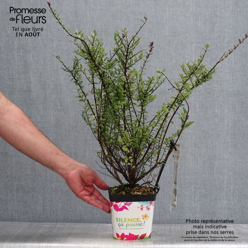Ejemplar de Madreselva de hoja - Lonicera nitida Purple Storm Maceta 2L/3L entregado en verano